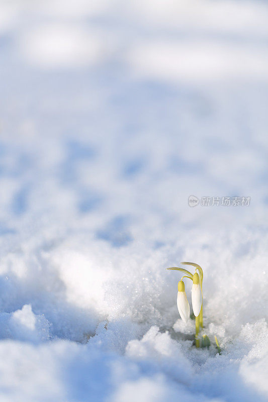 雪花莲[雪花莲]